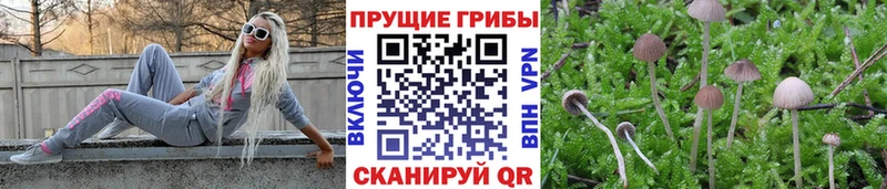Купить где  Узловая  Псилоцибиновые грибы Cubensis 